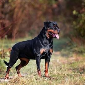 Cane da monta