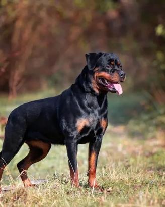 Cane da monta
