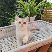 Gattina British Blu Golden ny12