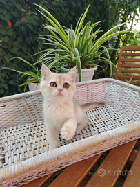 Gattina British Blu Golden ny12