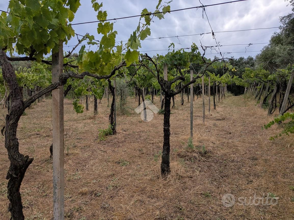 TER. AGRICOLO A FRASCATI - Vista 2