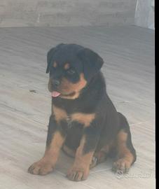 cucciola di Rottweiler 