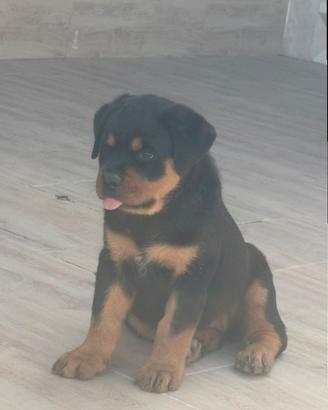 cucciola di Rottweiler 
