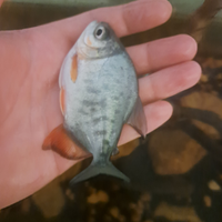 Piranha dal ventre rosso