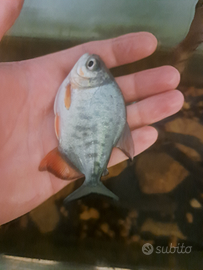 Piranha dal ventre rosso