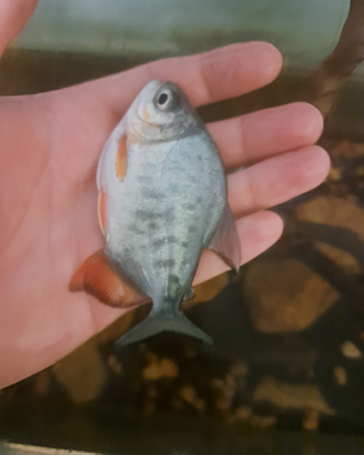 Piranha dal ventre rosso