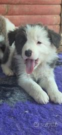 Border collie
