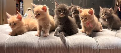 Cuccioli Maine Coon