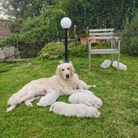 Cuccioli di Golden Retriever