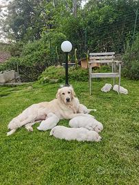 Cuccioli di Golden Retriever
