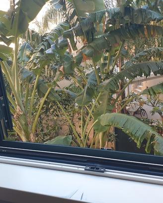 Camporeale Dante esavani per B&B accetto permuta