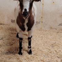 Capra tibetana