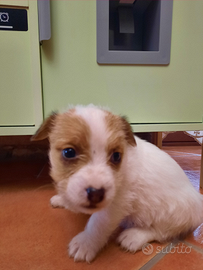 Cucciolo di Jack russel