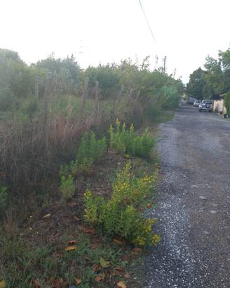 Terreno ad uso agricolo o edificabile