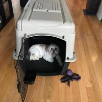 Cuccia trasporto da viaggio per cani