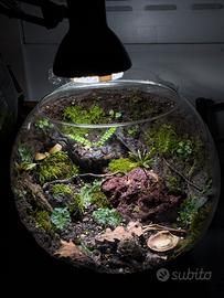 Bowl terrarium