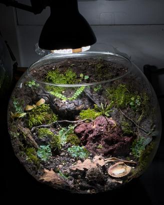 Bowl terrarium