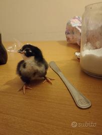 Pulcini australorp oliva Egger