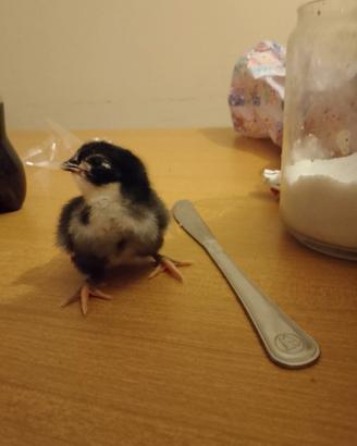 Pulcini australorp oliva Egger