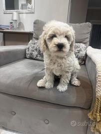 Maschio maltipoo