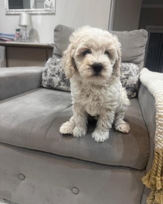 Maschio maltipoo