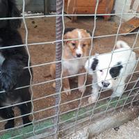 Cuccioli da tartufo incrocio springer