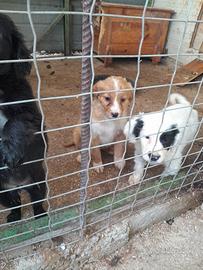 Cuccioli da tartufo incrocio springer