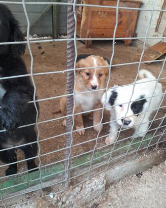 Cuccioli da tartufo incrocio springer