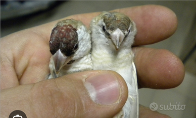 Diamante zebrato ( femmina )