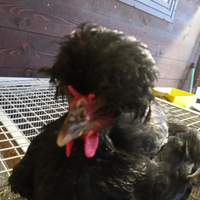 Gallina Padovana