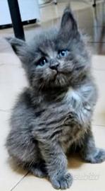 Cuccioli di Maine Coon
