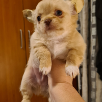 Cucciolo chihuahua pedigree