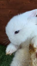 Cucciolo coniglio mini lop ariete Bianco occhi azz