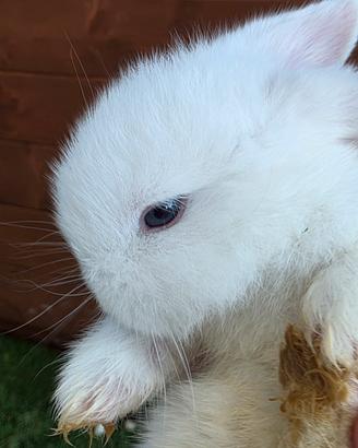 Cucciolo coniglio mini lop ariete Bianco occhi azz
