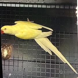 Pappagalli parrocchetti dal collare