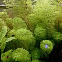 PIANTE ACQUARIO SESSILIFLORA