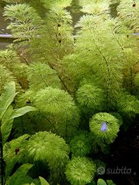 PIANTE ACQUARIO SESSILIFLORA