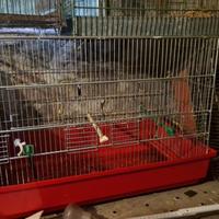 GABBIA + VOLIERA X UCCELLI