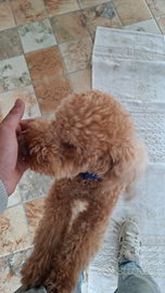 Barboncino nano fidanzata