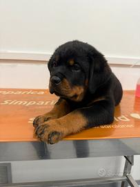 Cuccioli Rottweiler