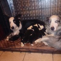 Cuccioli border collie