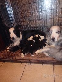 Cuccioli border collie