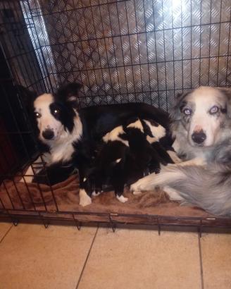 Cuccioli border collie