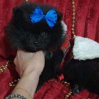 Spitz Pomerania nano