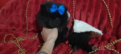 Spitz Pomerania nano