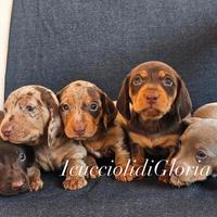 Meravigliosi BASSOTTI KANINCHEN