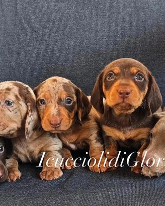 Meravigliosi BASSOTTI KANINCHEN