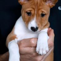 Cuccioli BASENJI con pedigree ENCI