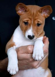 Cuccioli BASENJI con pedigree ENCI