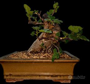 Bonsai Ficus Carica tronco fuso con roccia